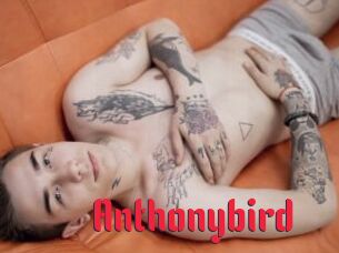 Anthonybird