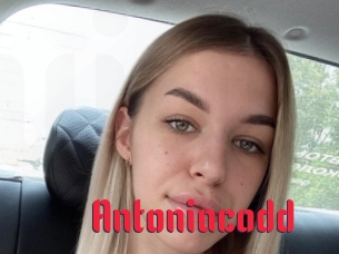Antoniacodd