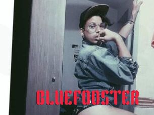 BLUEFOOSTER