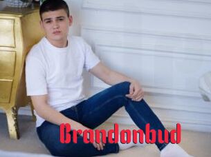 Brandonbud