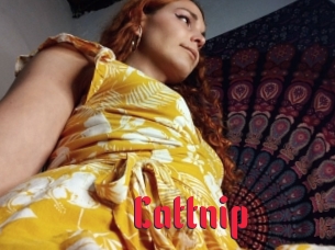 Cattnip