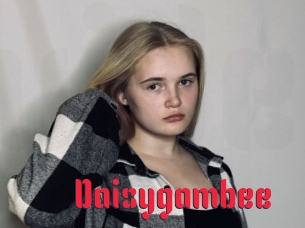 Daisygambee
