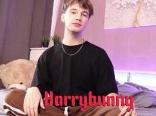 Harrybunny