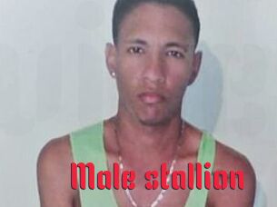 Male_stallion