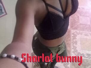 Sharlot_bunny