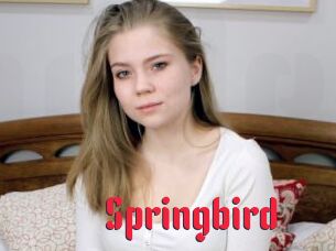 Springbird